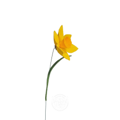 Daffodil