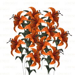 Tiger Lily - DOZEN
