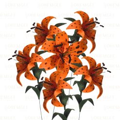Tiger Lily - 6 stems